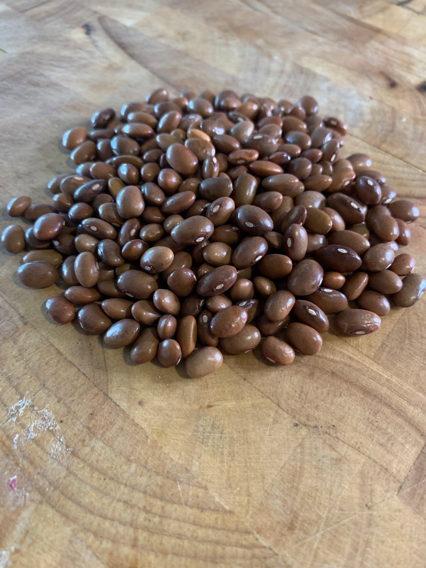 Bayo Beans